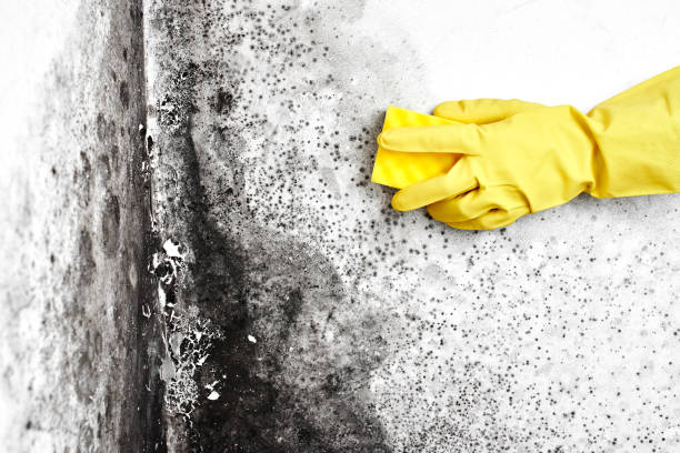  Aberdeen, NC Mold Removal Pros