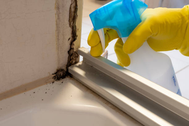 Best Best Mold Removal Companies  in Aberdeen, NC