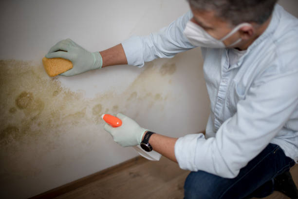 Best Attic Mold Removal  in Aberdeen, NC