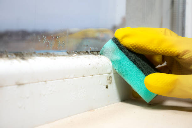 Best Mold Damage Repair  in Aberdeen, NC