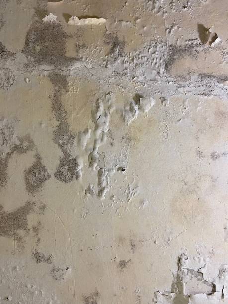 Best Local Mold Removal Service  in Aberdeen, NC